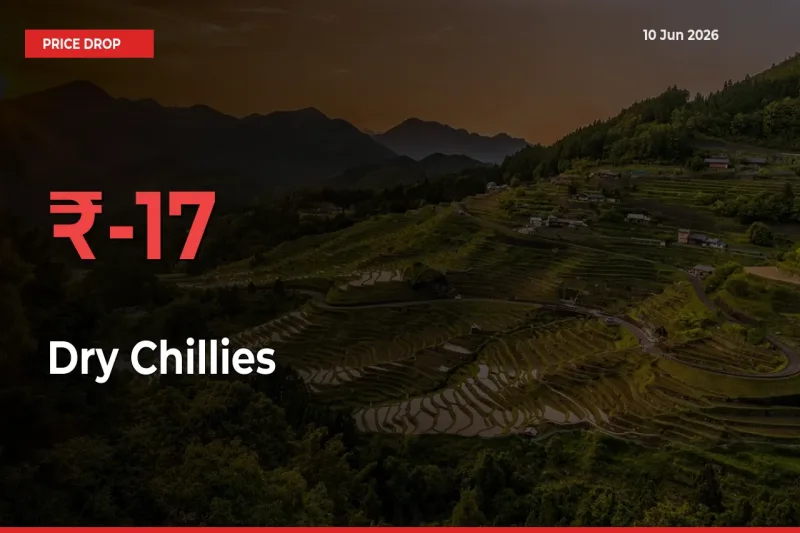 Sudden Shock! Dry Chillies Drops 17.27% in 24 Hours at Top Mandis