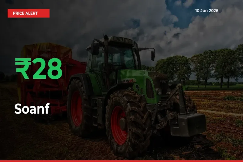 Farmers Cheer as Soanf Prices Surge 27.86% in Local Mandis