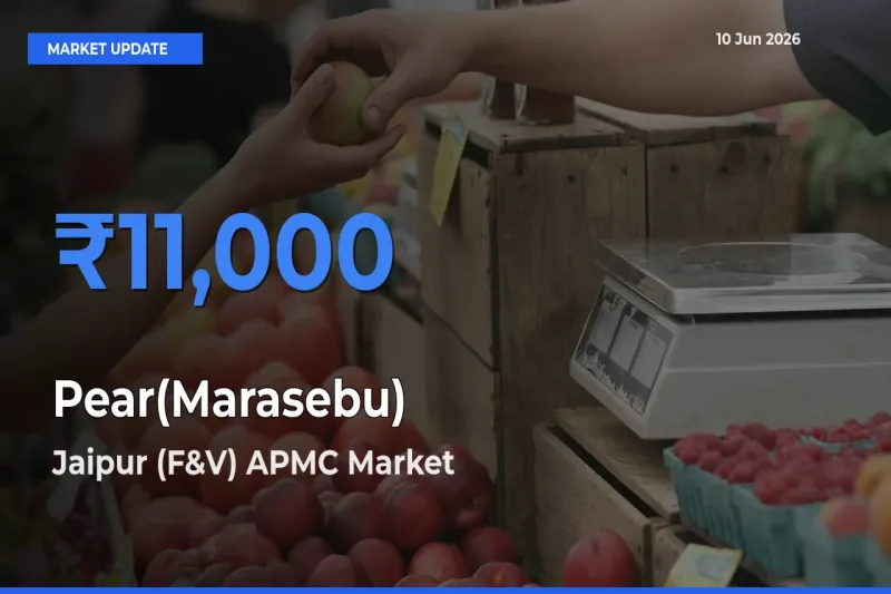 Jaipur (F&V) APMC Tops Pear(Marasebu) Mandi Rates Today