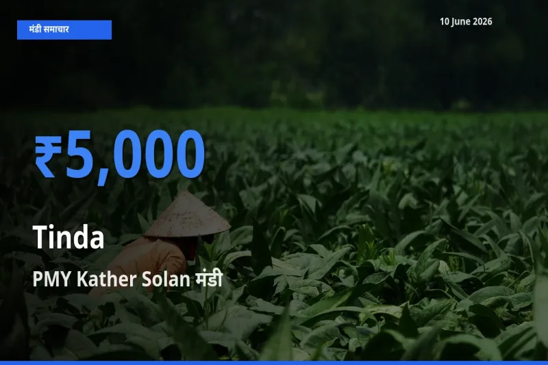 आज का मंडी भाव: टिंडा के सबसे ज़्यादा दाम PMY Kather Solan में