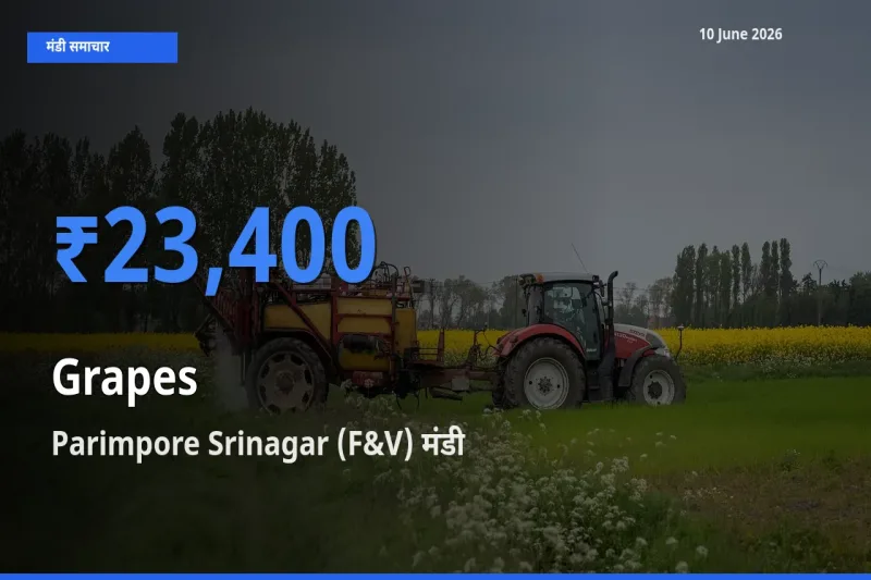 आज अंगूर के सबसे ज़्यादा दाम Parimpore Srinagar (F&V) मंडी में दर्ज