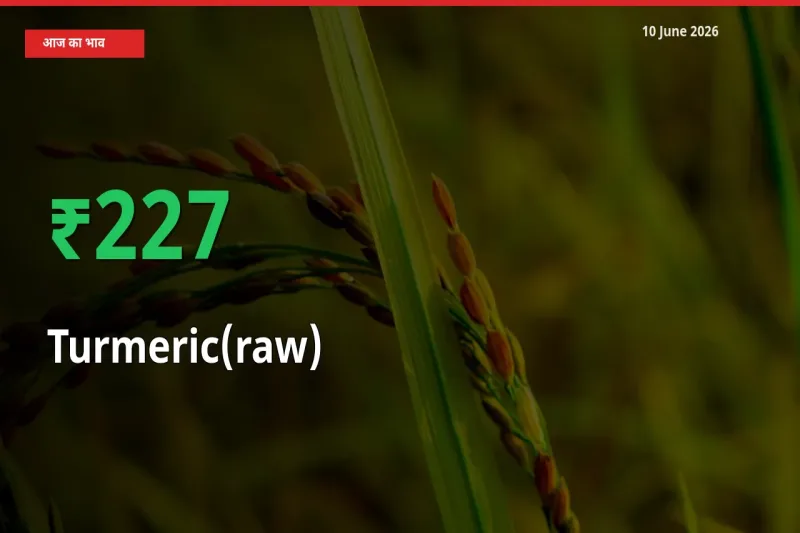 हल्दी (कच्ची) 226.92% उछला, मंडी