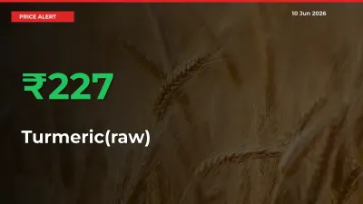 Farmers Cheer as Turmeric(raw) Prices Surge 226.92% in Local Mandis