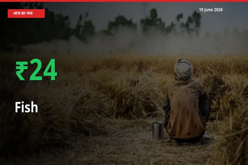 स्थानीय मंडी में मछली के दाम अचानक 23.67% उछले, किसान सतर्क