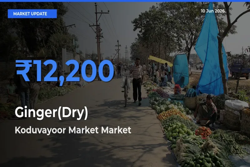 Koduvayoor Market Leads as Top Mandi for Ginger(Dry) Prices