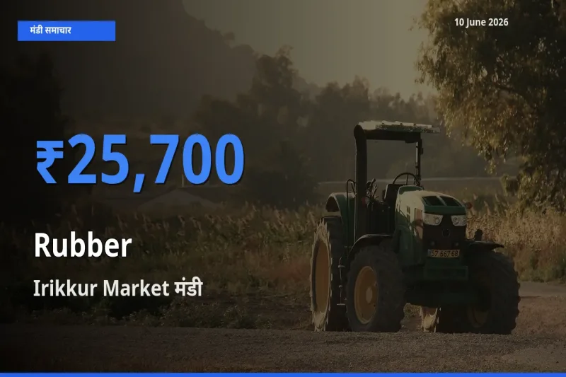 आज रबड़ के सबसे ज़्यादा दाम Irikkur Market मंडी में दर्ज