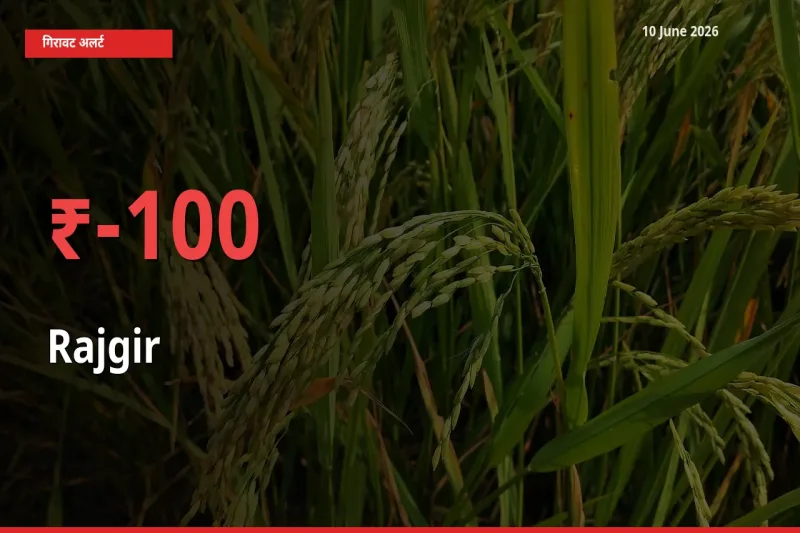 अचानक झटका! मंडी में राजगीर के दाम 99.89% टूटे