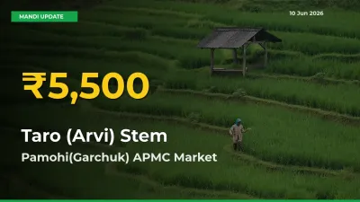 Taro (Arvi) Stem Mandi Rate Surges Today in Pamohi(Garchuk) APMC – Highest Level in 30 Days