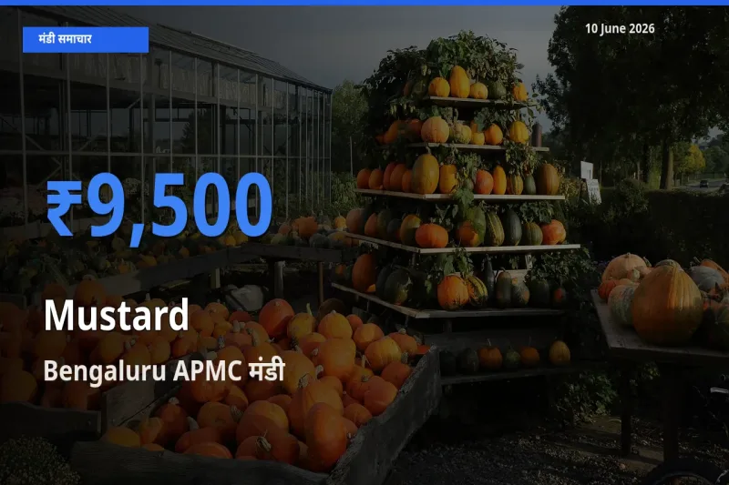 Bengaluru APMC मंडी में सरसों ₹9,500 पर पहुँचा – आज का सर्वोच्च भाव