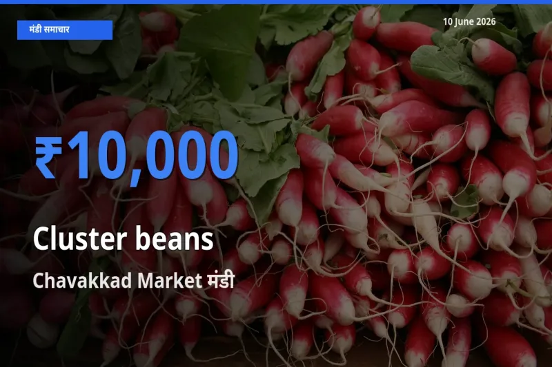 10 June अपडेट: ग्वार फली के सबसे ऊँचे दाम Chavakkad Market मंडी में