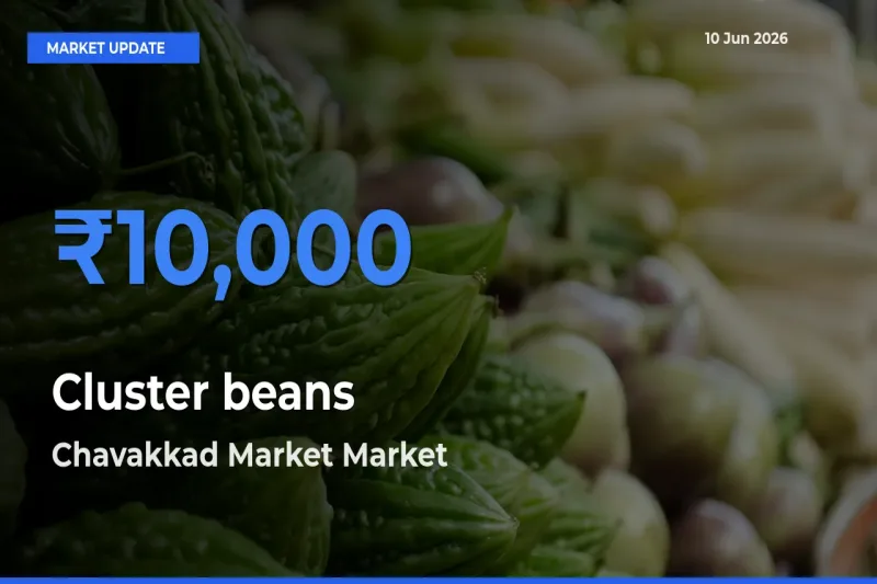 Top Performer! Chavakkad Market Offers Best Cluster beans Price Today