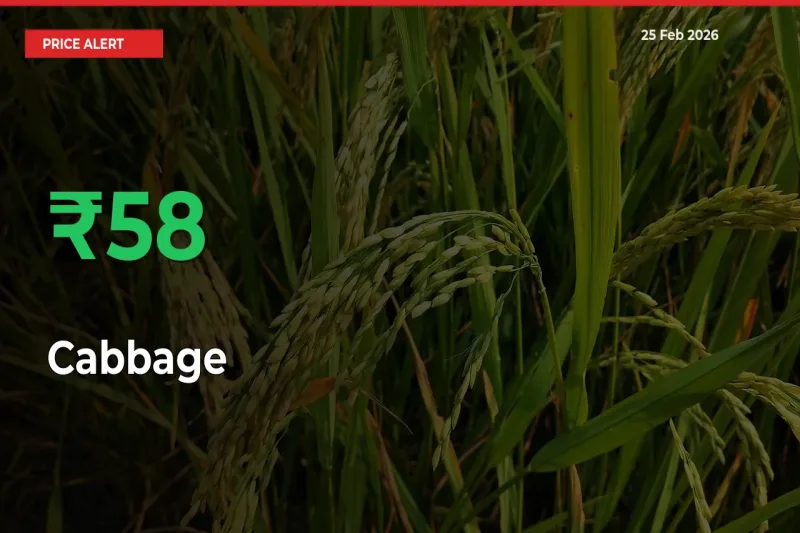 Cabbage Mandi Rate Today: Prices Jump 57.5% at Market