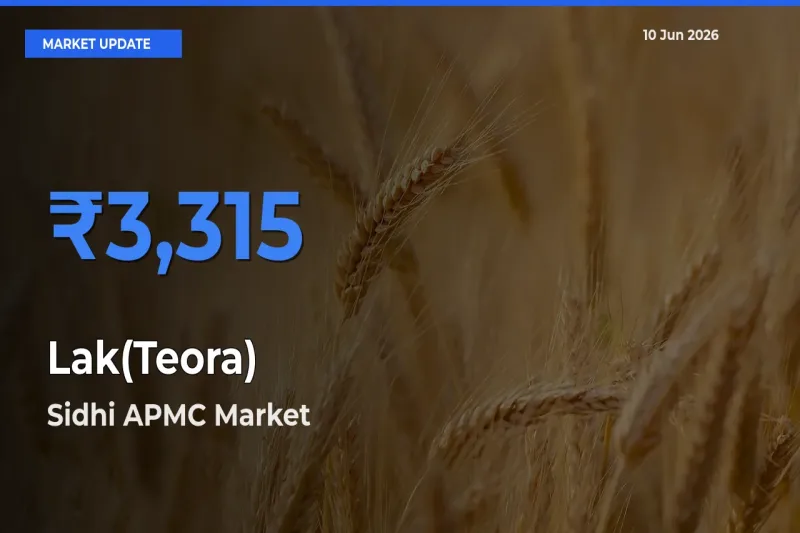 Sidhi APMC Tops Lak(Teora) Mandi Rates Today