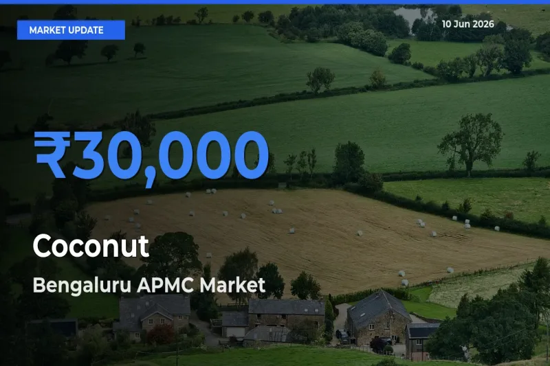 Farmers Prefer Bengaluru APMC as Coconut Hits Highest Rate