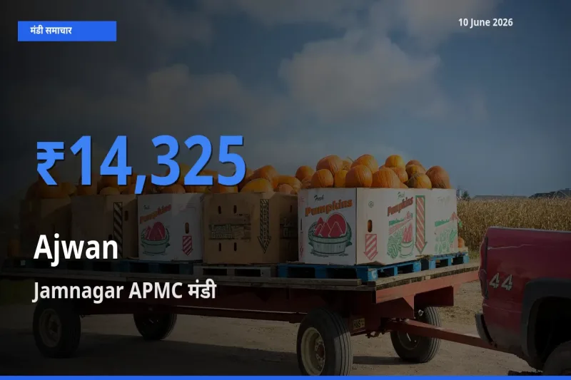 टॉप मंडी बना Jamnagar APMC! अजवाइन के सबसे ऊँचे दाम यहीं दर्ज