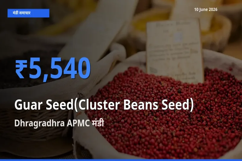 Dhragradhra APMC मंडी में ग्वार बीज ₹5,540 पर पहुँचा – आज का सर्वोच्च भाव