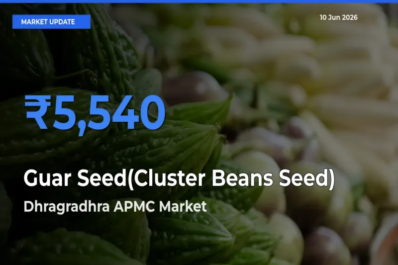 Top Performer! Dhragradhra APMC Offers Best Guar Seed(Cluster Beans Seed) Price Today