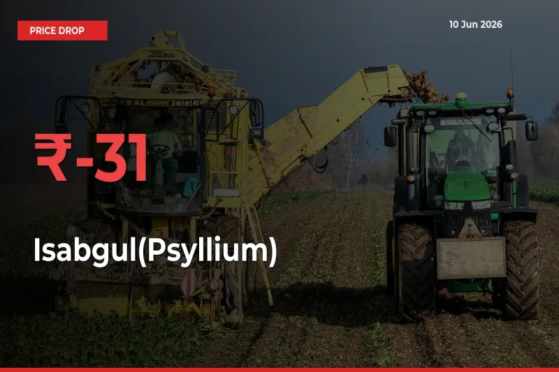 Why Isabgul(Psyllium) Prices Fell 30.78% in a Day at Mandis