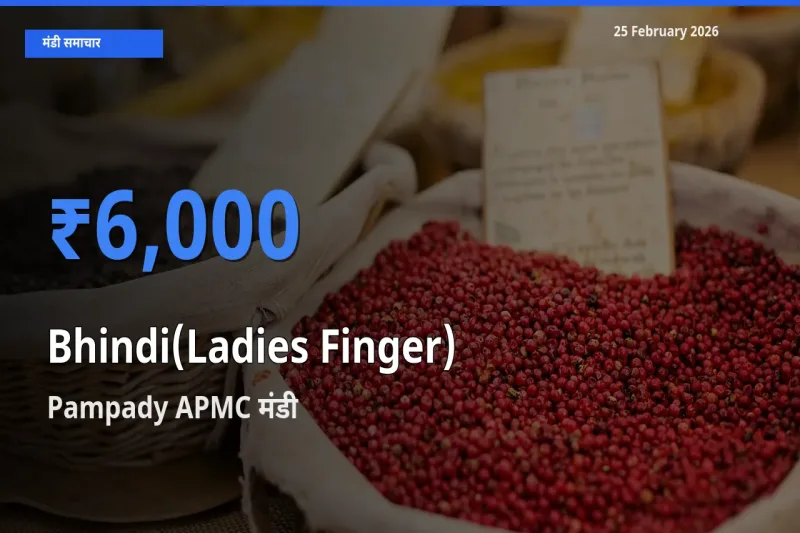 बाज़ार संकेत: Pampady APMC बना Bhindi(Ladies Finger) के लिए आज की टॉप मंडी