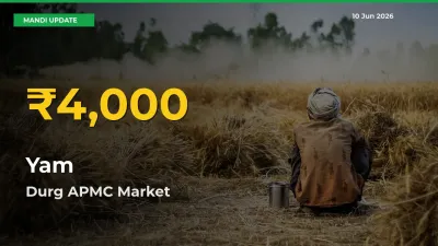 Big Jump in Yam Prices! Durg APMC Records New Peak Today