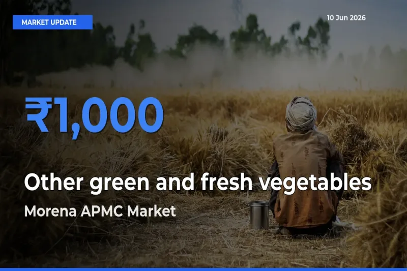 Morena APMC Records Highest ₹1,000 Rate for Other green and fresh vegetables