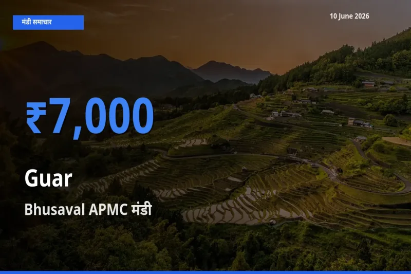 Bhusaval APMC मंडी में ग्वार ₹7,000 पर पहुँचा – आज का सर्वोच्च भाव