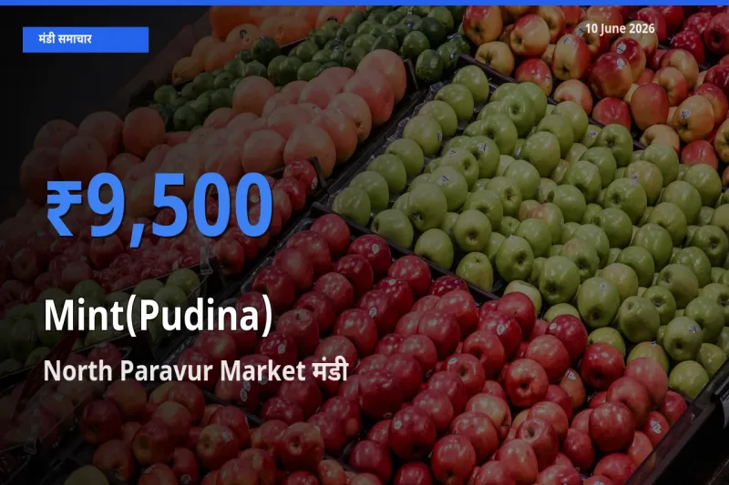 टॉप मंडी बना North Paravur Market! पुदीना के सबसे ऊँचे दाम यहीं दर्ज