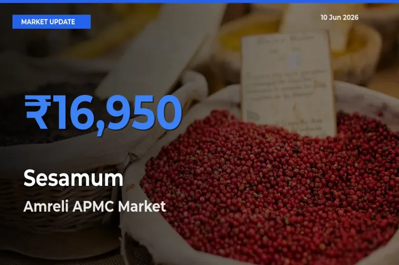 Farmers Prefer Amreli APMC as Sesamum Hits Highest Rate