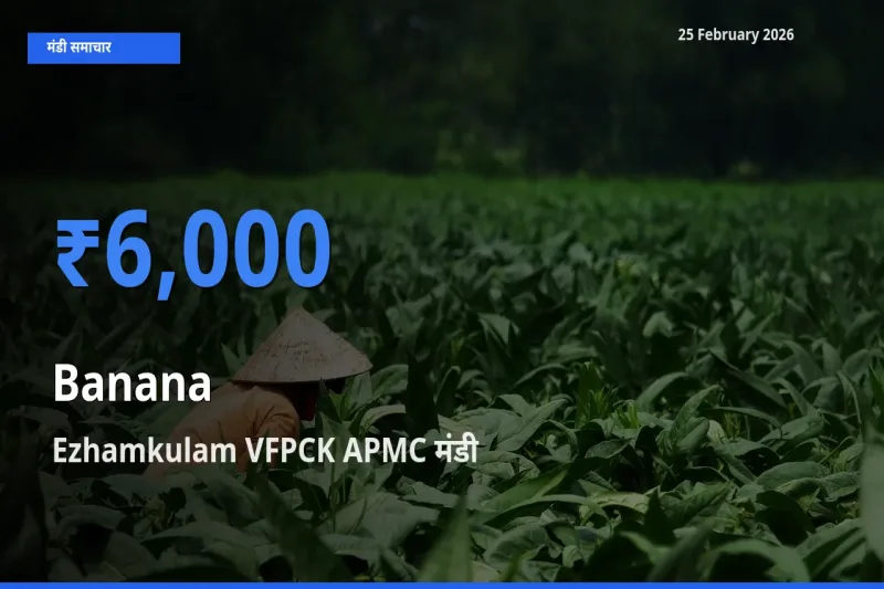 Ezhamkulam VFPCK APMC में Banana का आज सबसे ऊँचा भाव