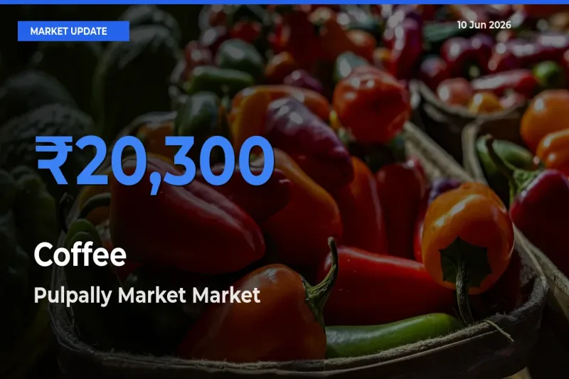 Pulpally Market Tops Coffee Mandi Rates Today