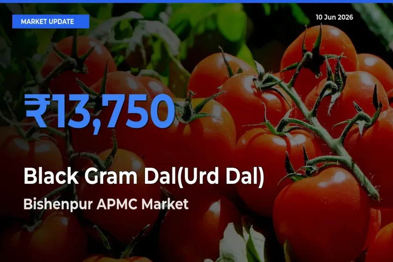Bishenpur APMC Offers ₹13,750 – Highest Black Gram Dal(Urd Dal) Rate Today