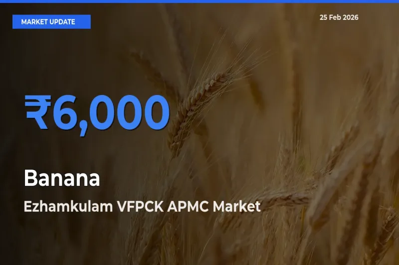 Market Watch: Ezhamkulam VFPCK APMC Becomes Top Mandi for Banana