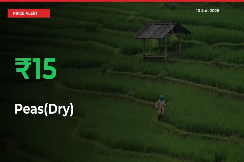 Peas(Dry) Mandi Rate Today: Prices Jump 15.19% at Market