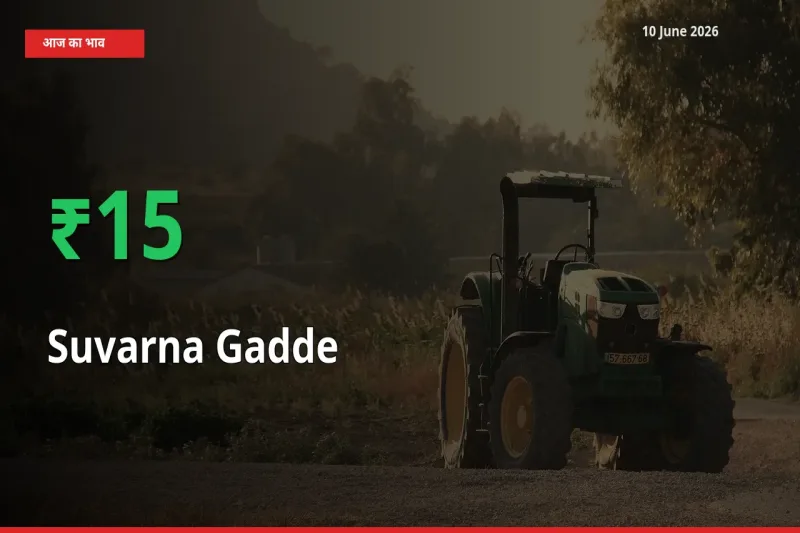 तेज़ तेजी! मंडी में सुवर्णा गद्दे(सूरन) के दाम 15.15% चढ़े