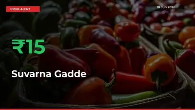 Suvarna Gadde Rises 15.15% at Mandis