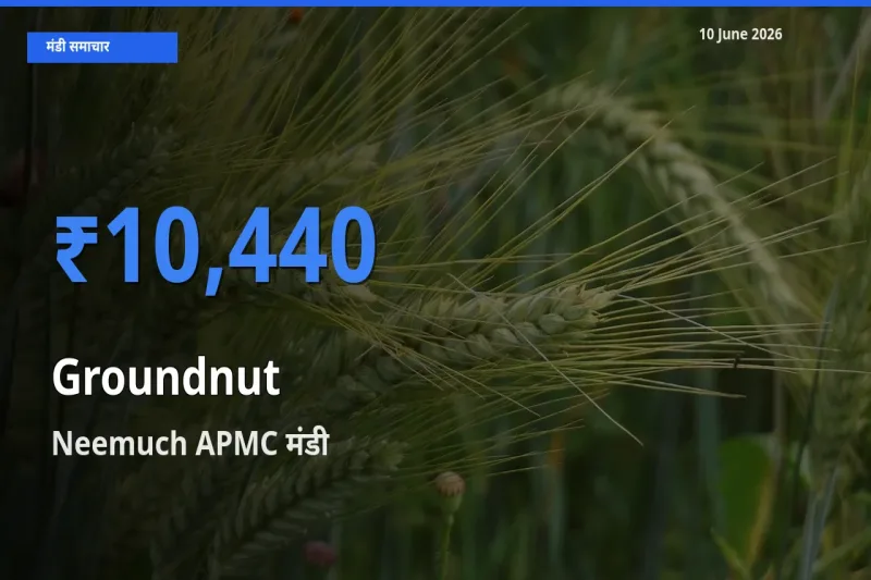 टॉप मंडी बना Neemuch APMC! मूंगफली के सबसे ऊँचे दाम यहीं दर्ज
