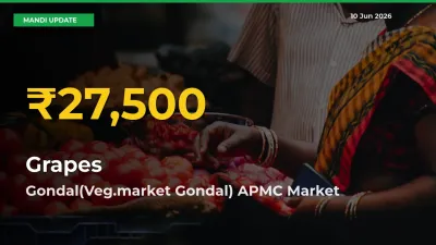 Farmers Benefit as Grapes Rate Touches New High in Gondal(Veg.market Gondal) APMC