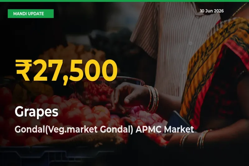 Farmers Benefit as Grapes Rate Touches New High in Gondal(Veg.market Gondal) APMC