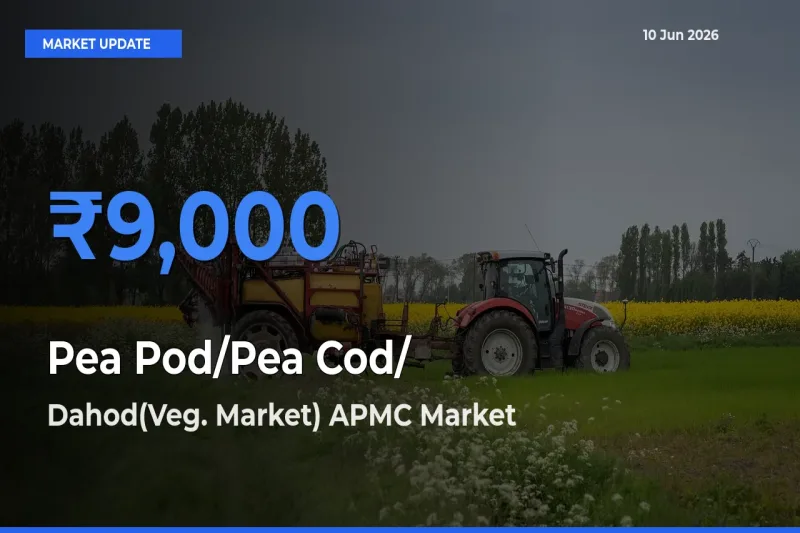 Dahod(Veg. Market) APMC Tops Pea Pod/Pea Cod/हरी मटर Rates – June 10 Market Update