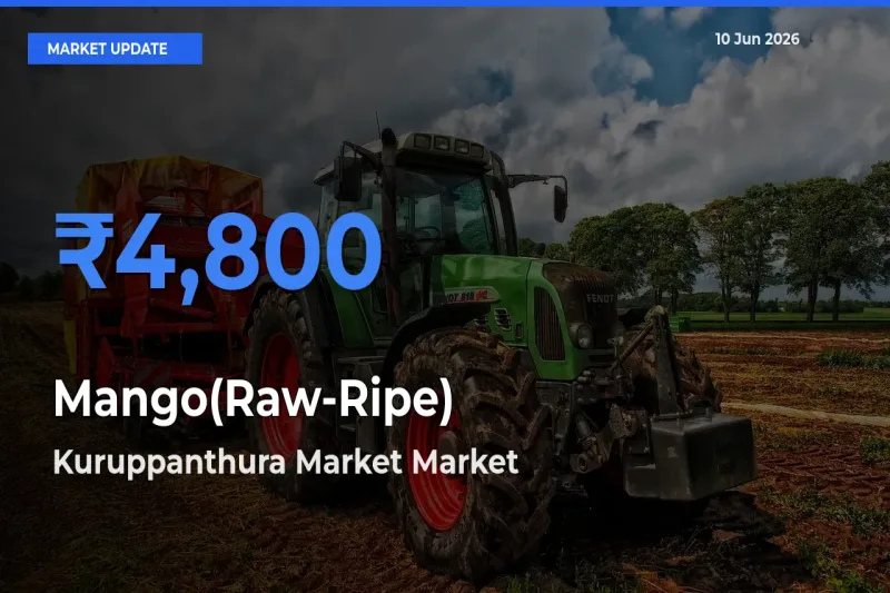 Kuruppanthura Market Offers ₹4,800 – Highest Mango(Raw-Ripe) Rate Today