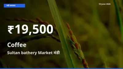 कॉफी के दामों में गिरावट, Sultan bathery Market में 30 दिन का न्यूनतम भाव
