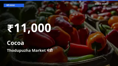 10 June अपडेट: कोकोआ के दाम 30 दिन के न्यूनतम स्तर पर, Thodupuzha Market