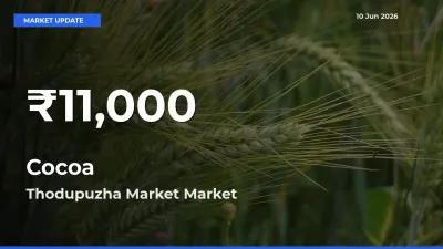 Why Cocoa Prices Slumped in Thodupuzha Market – 30-Day Low Today