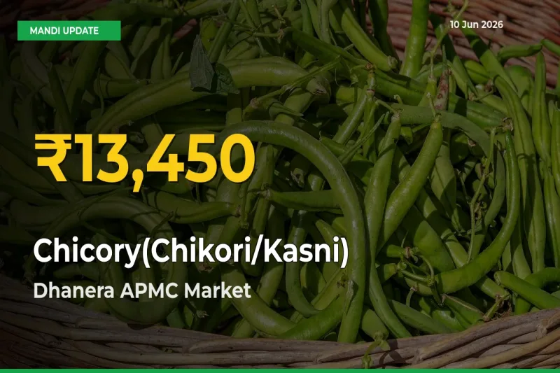 Farmers Benefit as Chicory(Chikori/Kasni) Rate Touches New High in Dhanera APMC