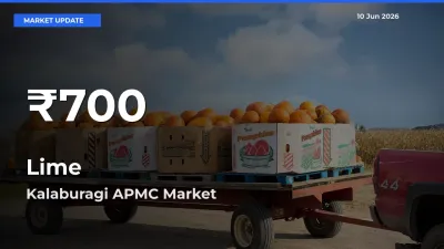 Farmers Concerned as Lime Hits 30-Day Low in Kalaburagi APMC
