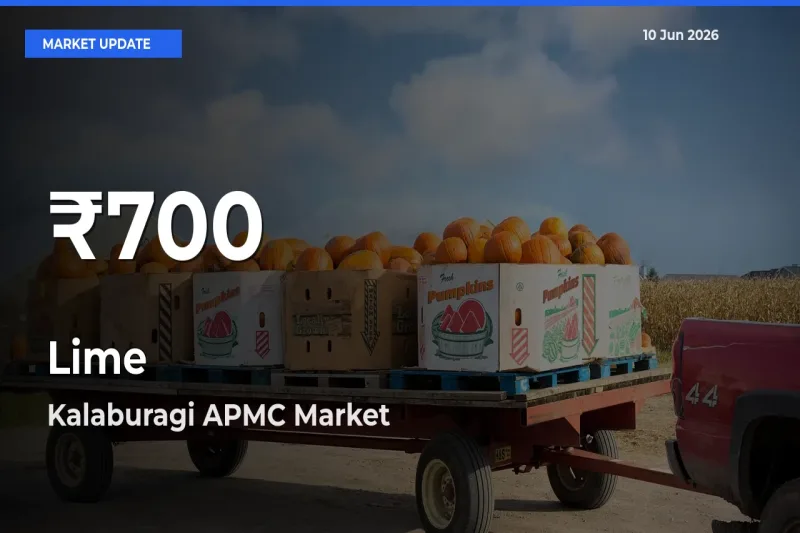 Farmers Concerned as Lime Hits 30-Day Low in Kalaburagi APMC