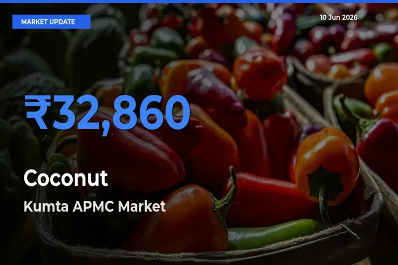 Kumta APMC Tops Coconut Rates – June 10 Market Update