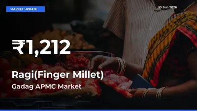 Farmers Concerned as Ragi(Finger Millet) Hits 30-Day Low in Gadag APMC