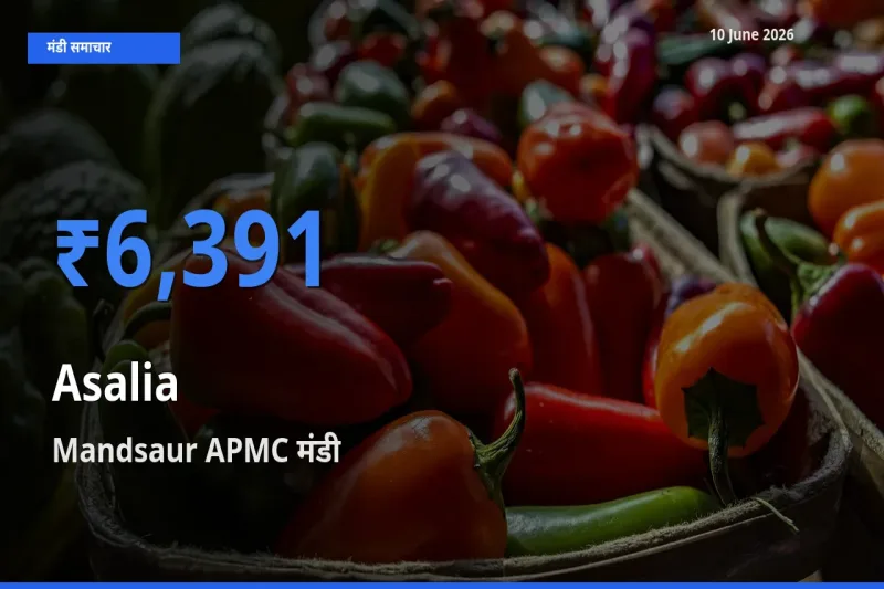 Mandsaur APMC में असालिया (चंसुर बीज) का आज सबसे ऊँचा भाव