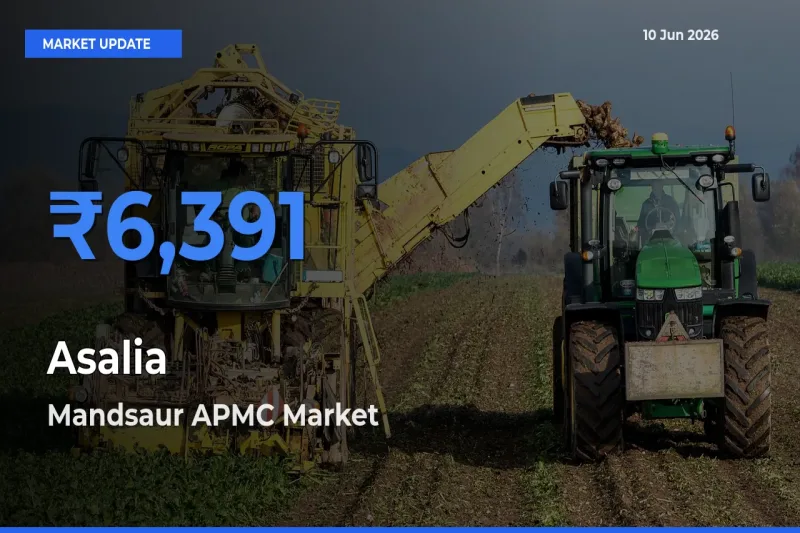 Market Watch: Mandsaur APMC Becomes Top Mandi for Asalia